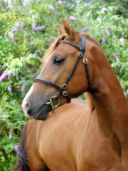 Pretty Chestnut Horse Head Shot