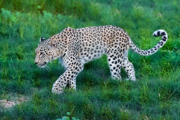 A persian leopard walks on a grassy field