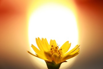 Naklejka na ściany i meble Macro Closeup of Daffodil Backlit by the Setting Sun