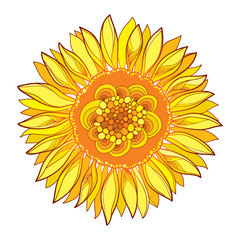 Vector round composition with outline yellow Sunflower or Helianthus flower in yellow isolated on white background. Floral elements in contour style with ornate Sunflower for summer design.