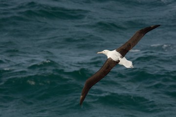 Diomedea sanfordi - Northern Royal Albatros flying above the sea in New Zealand near Otago peninsula,