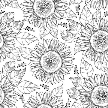 Vector seamless pattern with outline open Sunflower or Helianthus flower and leaves on the white background. Floral pattern with ornate Sunflowers in contour style for summer design or coloring book.