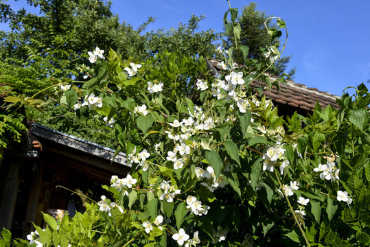 Seringat, Seringa, Jasmin des po&egrave;tes, Philadelphus
