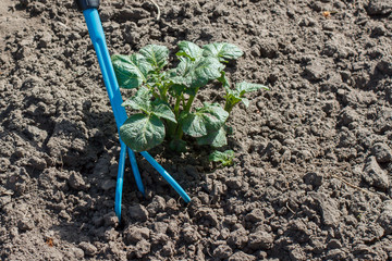 Loosening soil around the potato bush using hand garden rake