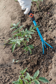 Farmer is loosening soil around the tomato bushes using hand garden rake