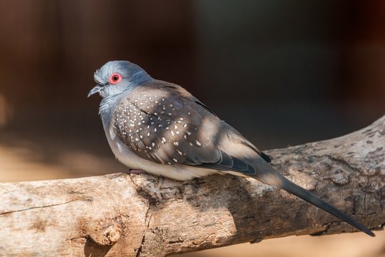 A diamond dove sitting on a branch