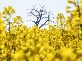 Bright yellow oilseed rape meadow and old tree in the springtime in Herefordshire, England