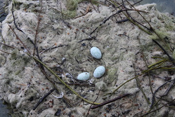 Nest von einem Schwan am See
