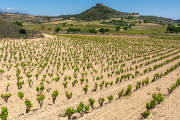 Fototapeta na wymiar Vineyard with Davaillo castle as background, La Rioja, Spain
