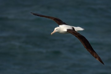 Diomedea sanfordi - Northern Royal Albatros flying above the sea in New Zealand near Otago...