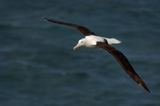 Diomedea sanfordi - Northern Royal Albatros flying above the sea in New Zealand near Otago peninsula,