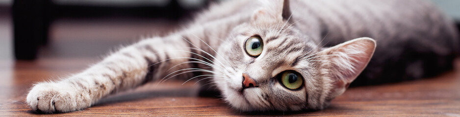 Fototapeta Gray fluffy cat is. The concept of pets. Banner for website. obraz