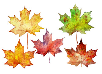 Yellow maple leaves. Autumn leaves. Collection of colorful maple leaves. Watercolor illustration. Plant element for design and creativity.  Leaves isolated on a white background. 