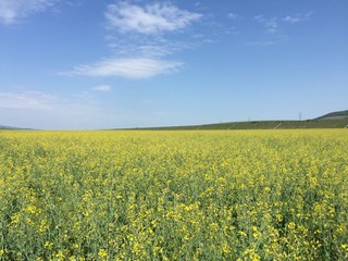 Obraz premium Yellow flowers landscape