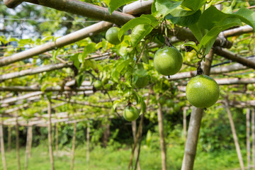 Green passion fruit on the fields