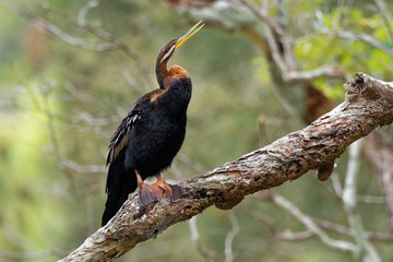 Anhinga australska - Anhinga novaehollandiae - Australasian Darter drying wings