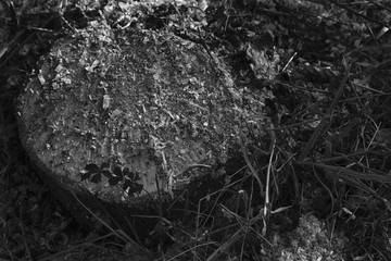 Obraz premium Freshly cut wooden stumps on public park, deadwood clean