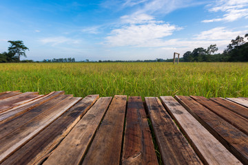 Wood floor scene of beautiful rice field with blue sky