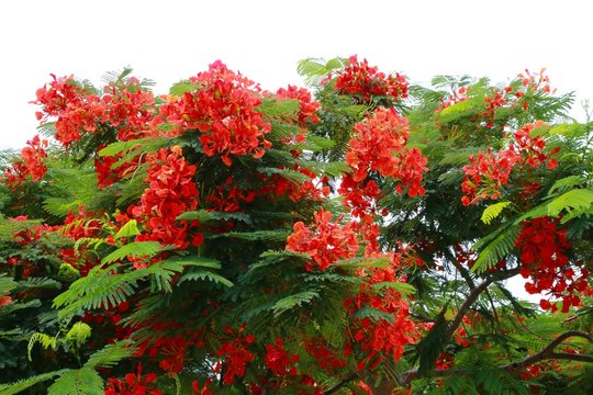 Royal Poincianas in Tree Under Summer Florida Sky