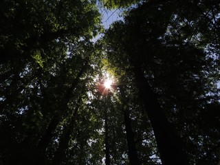 Obraz premium 別所沼公園の新緑と太陽