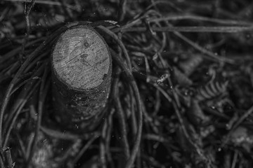 Freshly cut wooden stumps on public park, deadwood clean