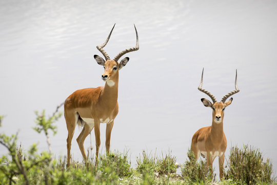 Two impalas stand next to a lake,  Tarangire National Park, Tarangire, Tanzania