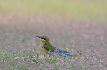 Blue-tailed bee-eater in meadow