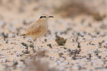 Cursorius cursor - Cream-colored Courser