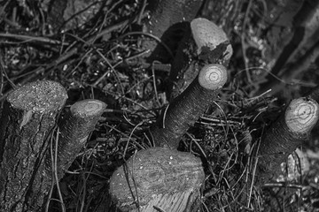 Freshly cut wooden stumps on public park, deadwood clean