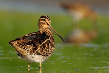 Common Snipe - Gallinago gallinago wader feeding in the green water, lake