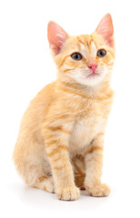 Obraz premium Kitten on white background.
