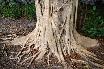 The roots of a giant oak tree reach into the ground like tendrils