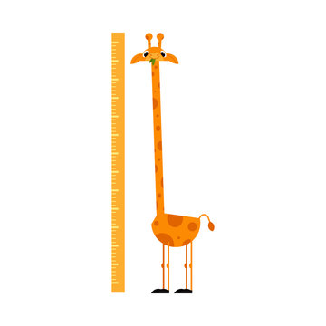 Funny giraffe cartoon character with long neck standing next to scale isolated on white background - wall height meter with cute smiling african animal. Flat vector illustration.