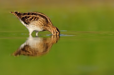 Common Snipe - Gallinago gallinago wader feeding in the green water, lake