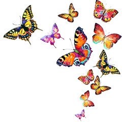 beautiful color butterflies, set, watercolor,  isolated  on a white