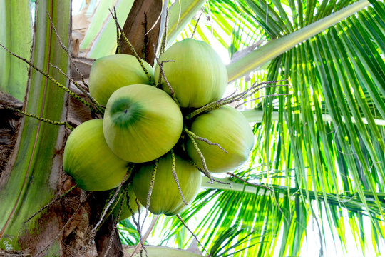 The coconut on a tree to make a drink or coconut milk industry.