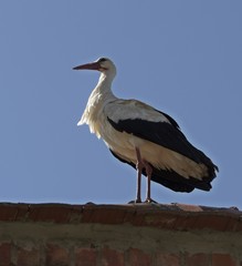 ein Storch steht auf einem dach