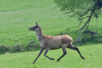 buckskin grazing the grass on the meadow 