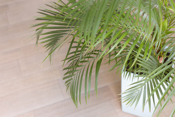 Beautiful palm tree in a white pot in the interior