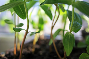 Young green pepper sprouts