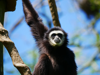 Atèle
