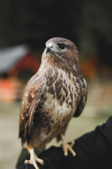 A Peregrine Falcon perched on a stump