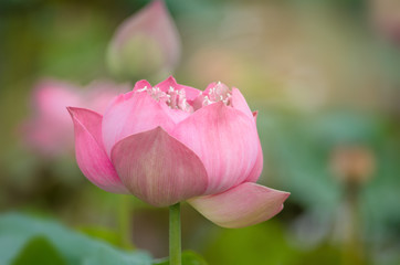Pink Lotus Flower Queen of the Tropical.