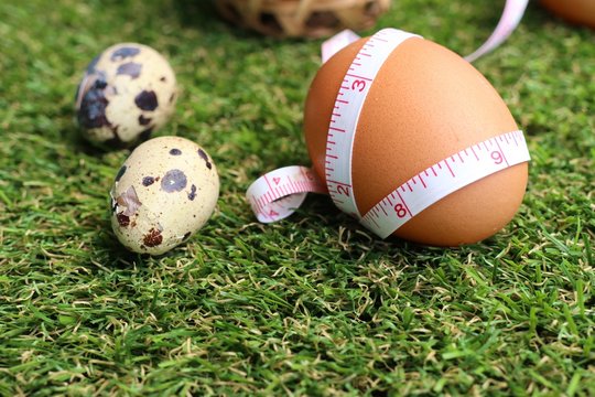 Quail eggs on artificial grass