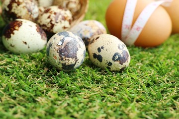 Quail eggs on artificial grass