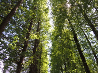 別所沼公園の木々と並木道