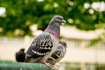 L'oeil du pigeon