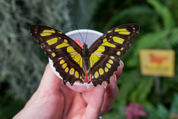 Butterfly garden