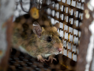 The rat was in a cage catching. The rat has contagion the disease to humans such as Leptospirosis, Plague. Homes and dwellings should not have mice. Pet control.Animal contagious diseases prevent