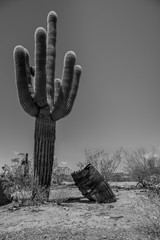 Saguaro  cactus  © Andrea